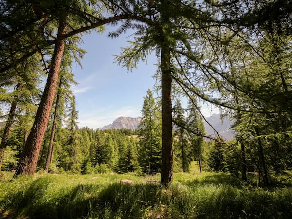 Paysage forestier avec arrière plan montagneux.